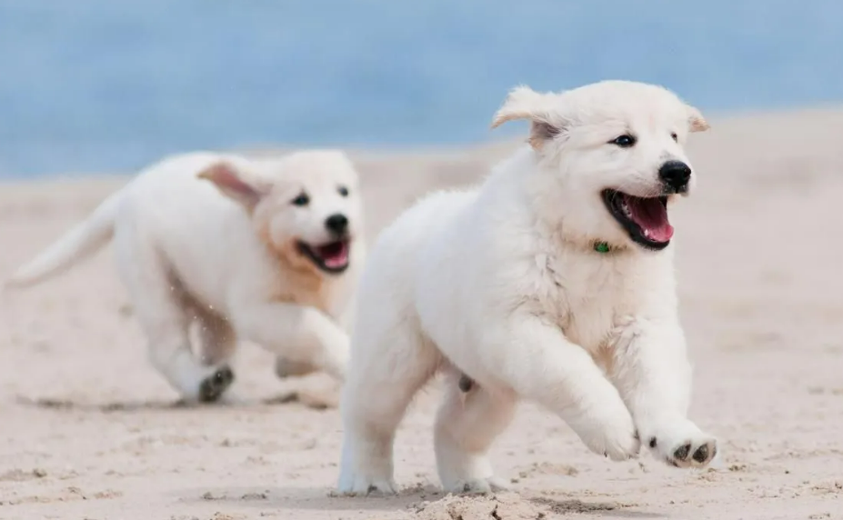 仙气飘飘连衣裙